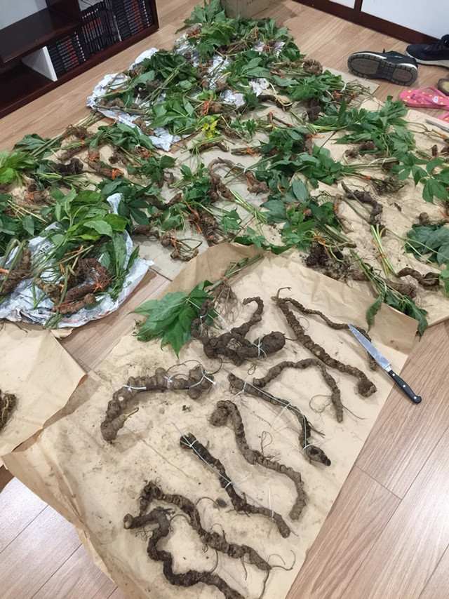 Choáng bộ sưu tập nhân sâm quý giá tiền tỷ của đại gia Hà thành - Hình 7 Choang bo suu tap nhan sam quy gia tien ty cua dai gia Ha thanh-Hinh-7