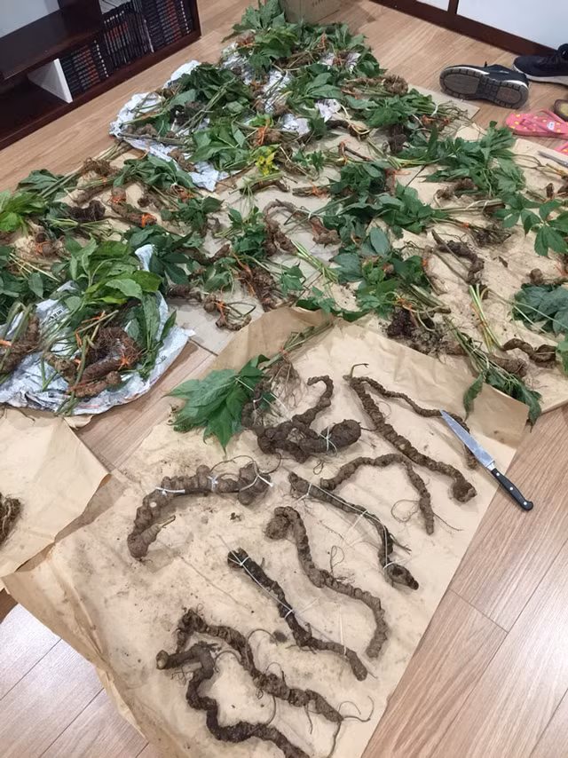 Choang bo suu tap nhan sam quy gia tien ty cua dai gia Ha thanh-Hinh-7