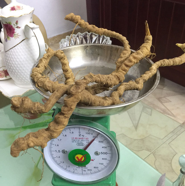 Choáng bộ sưu tập nhân sâm quý giá tiền tỷ của đại gia Hà thành - Hình 4 Choang bo suu tap nhan sam quy gia tien ty cua dai gia Ha thanh-Hinh-4