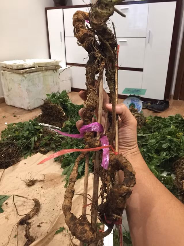 Choang bo suu tap nhan sam quy gia tien ty cua dai gia Ha thanh-Hinh-11