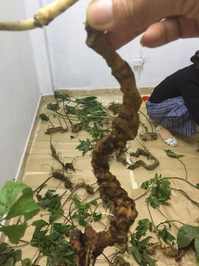 Choáng bộ sưu tập nhân sâm quý giá tiền tỷ của đại gia Hà thành - Hình 13 Choang bo suu tap nhan sam quy gia tien ty cua dai gia Ha thanh-Hinh-13
