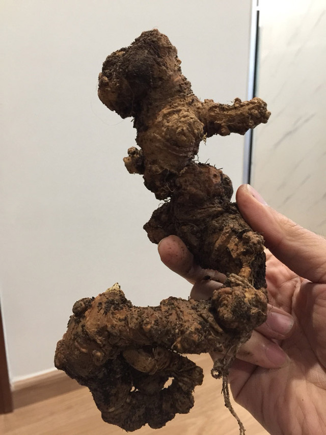 Choáng bộ sưu tập nhân sâm quý giá tiền tỷ của đại gia Hà thành - Hình 6 Choang bo suu tap nhan sam quy gia tien ty cua dai gia Ha thanh-Hinh-6