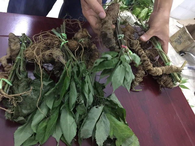 Choáng bộ sưu tập nhân sâm quý giá tiền tỷ của đại gia Hà thành - Hình 12 Choang bo suu tap nhan sam quy gia tien ty cua dai gia Ha thanh-Hinh-12