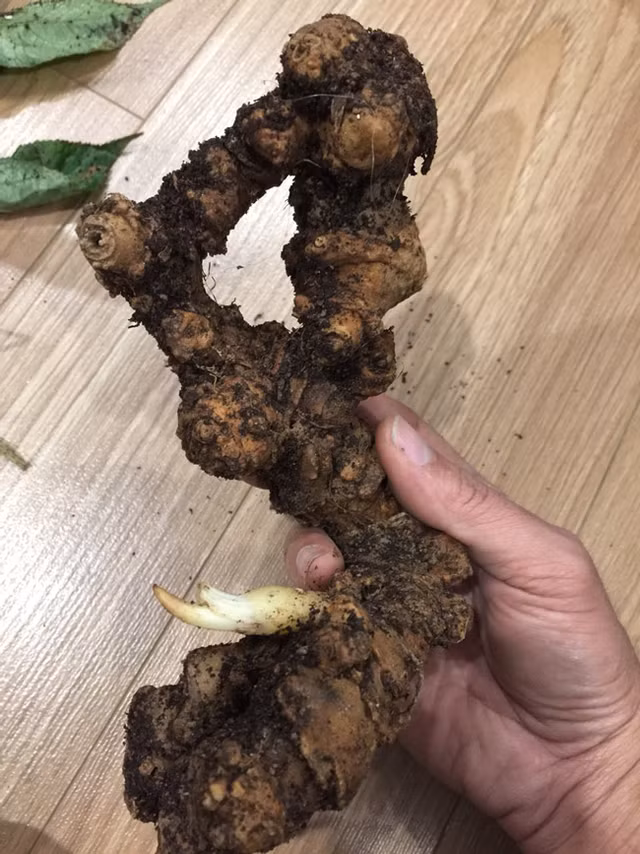 Choang bo suu tap nhan sam quy gia tien ty cua dai gia Ha thanh-Hinh-9