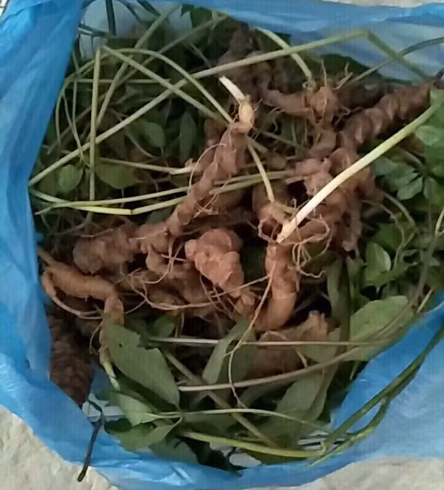 Choang bo suu tap nhan sam quy gia tien ty cua dai gia Ha thanh-Hinh-3