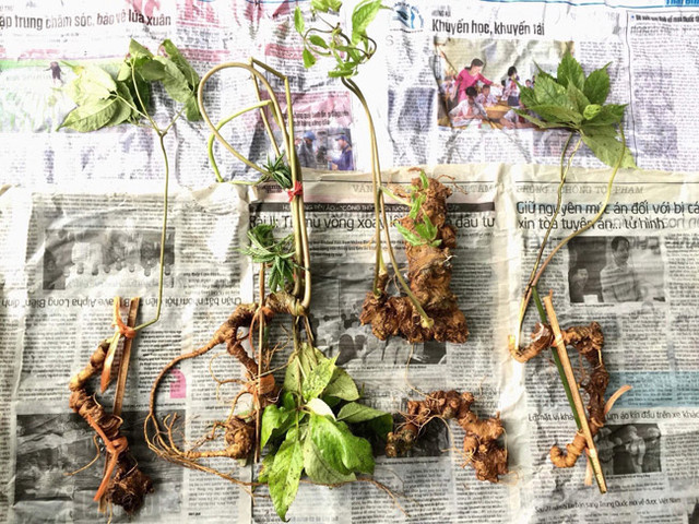 Choáng bộ sưu tập nhân sâm quý giá tiền tỷ của đại gia Hà thành - Hình 18 Choang bo suu tap nhan sam quy gia tien ty cua dai gia Ha thanh-Hinh-18