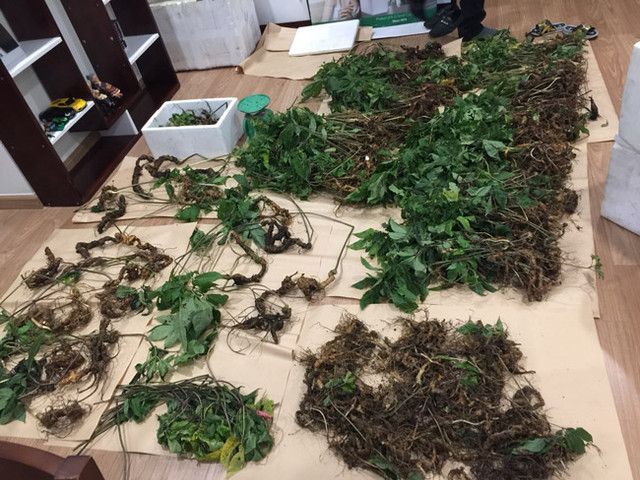 Choáng bộ sưu tập nhân sâm quý giá tiền tỷ của đại gia Hà thành - Hình 17 Choang bo suu tap nhan sam quy gia tien ty cua dai gia Ha thanh-Hinh-17