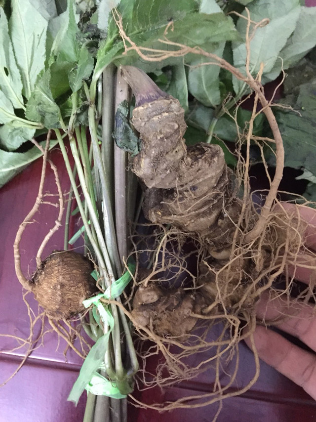 Choáng bộ sưu tập nhân sâm quý giá tiền tỷ của đại gia Hà thành - Hình 8 Choang bo suu tap nhan sam quy gia tien ty cua dai gia Ha thanh-Hinh-8