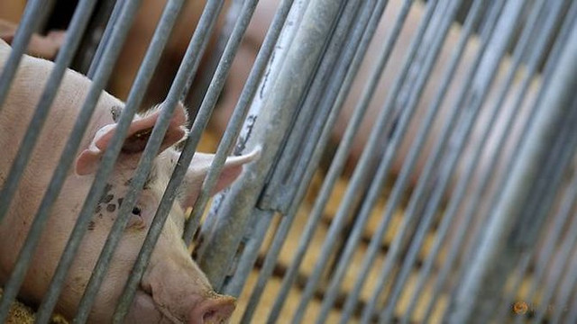 Sợ hãi bóng ma dịch sốt heo châu Phi lây lan từ Trung Quốc So hai bong ma dich sot heo chau Phi lay lan tu Trung Quoc