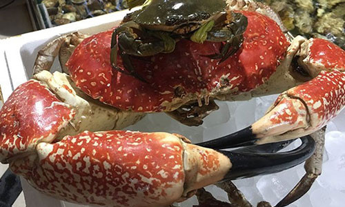 Loài cua Tasmania khổng lồ đang được các đại gia Hà thành đua nhau đặt mua về ăn.