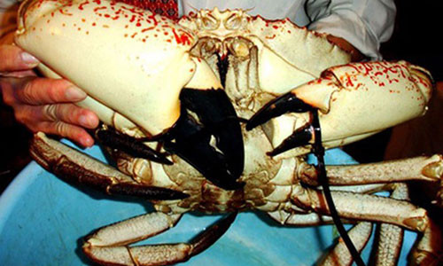 Để thưởng thức được loại cua này, khách hàng thường phải bỏ ra từ 20-70 triệu đồng/con.