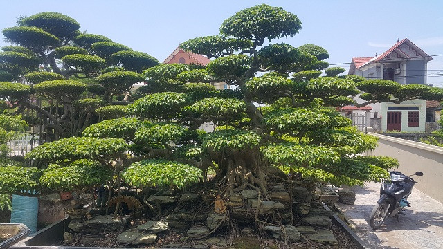 Cây sanh dáng trực hoành của ông Phan Vũ Huỳnh. Cây sanh dáng trực hoành của ông Phan Vũ Huỳnh.