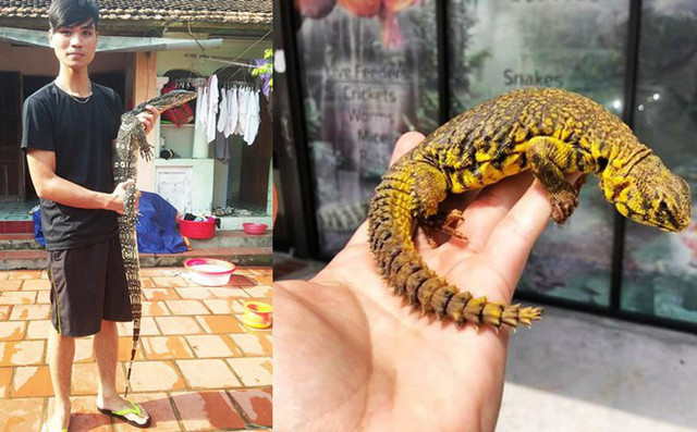 Mới đây, nhiều dân mạng đã tỏ ra rất quan tâm với câu chuyện chàng trai trẻ vì quá đam mê nuôi và chăm sóc các loài bò sát nên đã chủ động chia tay bạn gái của mình. Cá tính và quyết định gây sốc của chàng trai trẻ đã khiến rất nhiều cư dân mạng băn khoăn, thắc mắc. Mới đây, nhiều dân mạng đã tỏ ra rất quan tâm với câu chuyện chàng trai trẻ vì quá đam mê nuôi và chăm sóc các loài bò sát nên đã chủ động chia tay bạn gái của mình. Cá tính và quyết định gây sốc của chàng trai trẻ đã khiến rất nhiều cư dân mạng băn khoăn, thắc mắc.