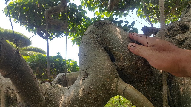 Điểm nhấn làm tăng giá trị của cây là tay hoành khi vươn ra khỏi thân bị gẫy gập một góc nhọn mà không cây nào có.