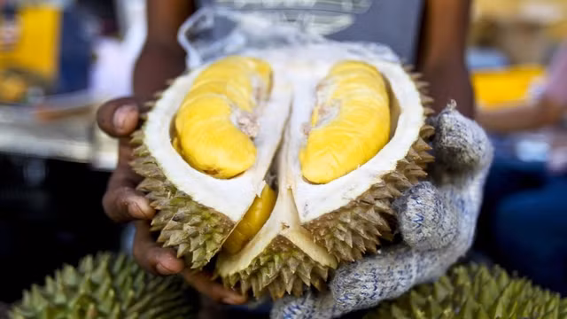 Sầu riêng Malaysia tại festival du lịch văn hóa sầu riêng quốc tế 2017. Trong ảnh là giống sầu riêng Musang King được ưa chuộng.