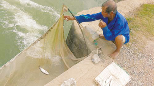 Giăng lưới bắt cá chày mang lại thu nhập cao. T.D Giăng lưới bắt cá chày mang lại thu nhập cao. T.D