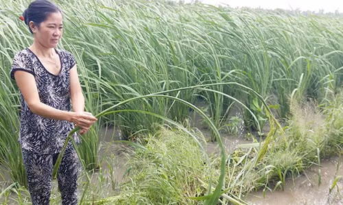 Thuc vat giong cay lua cao 2 m nghi nhap tu Dai Loan