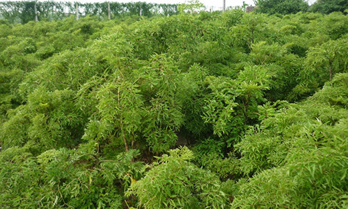 Ảnh minh họa. Ảnh minh họa.