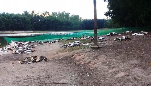 Đàn vịt chết như ngả rạ sau bữa ăn chỉ vài giờ đồng hồ. Đàn vịt chết như ngả rạ sau bữa ăn chỉ vài giờ đồng hồ.