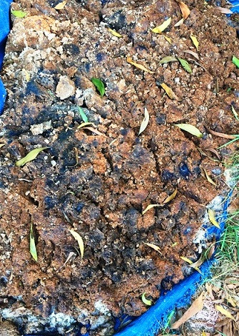 Những chấm màu trắng trên nền đen của đống xác mì có thể là thuốc độc. Những chấm màu trắng trên nền đen của đống xác mì có thể là thuốc độc.