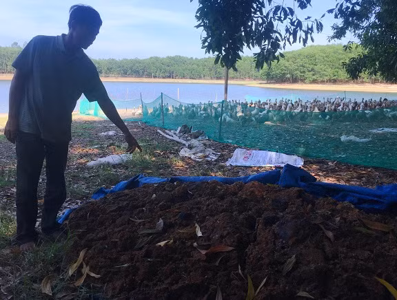 Nông dân Nguyễn Chín bất an trước việc đàn vịt chết hàng loạt và mong tìm ra thủ phạm.