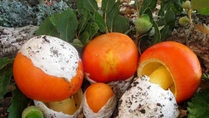 Nấm trứng gà: đặc sản rừng quý hiếm của Việt Nam