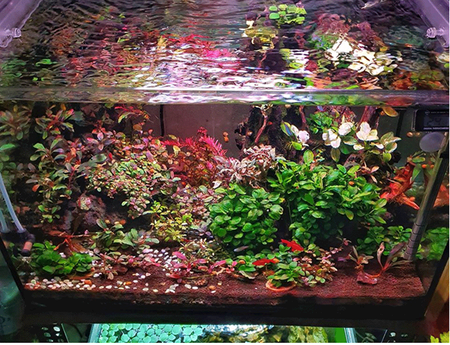 Tuy nhiên thú chơi thủy sinh khá đắt đỏ. Tùy vào sự đầu tư, thiết bị, thông thường bể thủy sinh 1m2 khoảng 10- 15 triệu đồng.