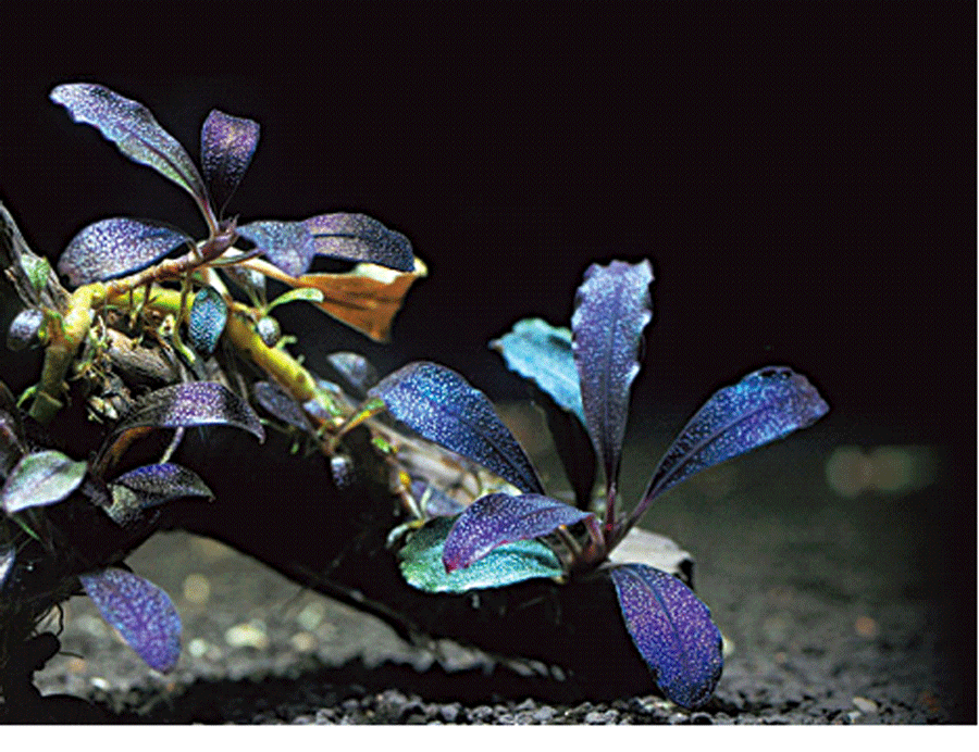 Chẳng hạn, bucep ghost (cây bóng ma) được cho là loại cây thủy sinh đắt đỏ, hiếm bậc nhất được giới chơi thủy sinh săn lùng có giá dao động từ 2-4 triệu đồng/ngọn tuỳ kích thước dài ngắn.