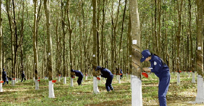Cao su Hòa Bình đặt kế hoạch mang về 46 tỷ đồng doanh thu trong quý 3 Cao su Hoa Binh dat ke hoach mang ve 46 ty dong doanh thu trong quy 3