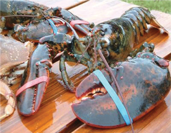 Cherry, việt quất, cua hoàng đế... giá rẻ tranh nhau ở chợ Việt - Hình 8 Cherry, viet quat, cua hoang de... gia re tranh nhau o cho Viet-Hinh-8