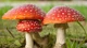 Sốc về loài nấm độc nổi tiếng nhất thế giới