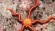 Sao biển đuôi rắn: loài sinh vật kỳ lạ và đa dạng dưới đại dương