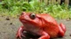 Màu đỏ cam của ếch cà chua: cảnh báo tự vệ và sinh thái độc đáo