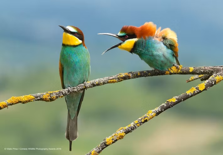 Bức ảnh những con chim Croatia đầy màu sắc với tiêu đề "Gia đình bất hòa" này đã giúp nhiếp ảnh gia Vlado Pirsa giành giải thuộc hạng mục các sinh vật trên không. Ảnh:Vlado Pirsa.