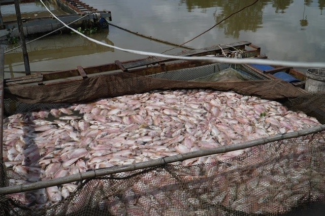 Cá chết hàng loạt nổi trắng mặt sông 1-3746.jpg