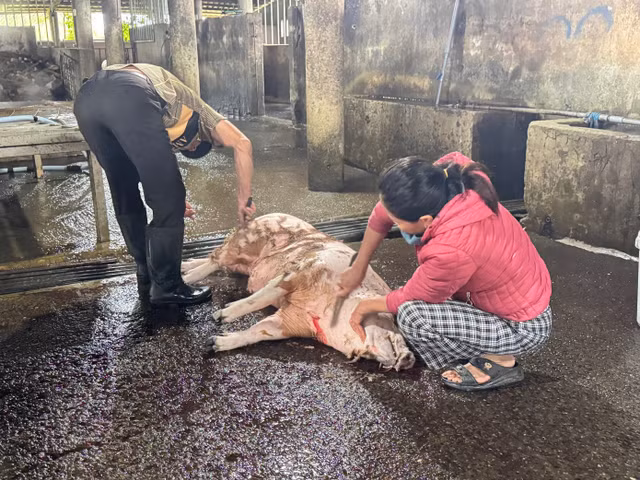 Cán bộ thú y chỉ đóng dấu kiểm soát giết mổ đúng công suất, số còn lại "tuỳ nghi di tản".