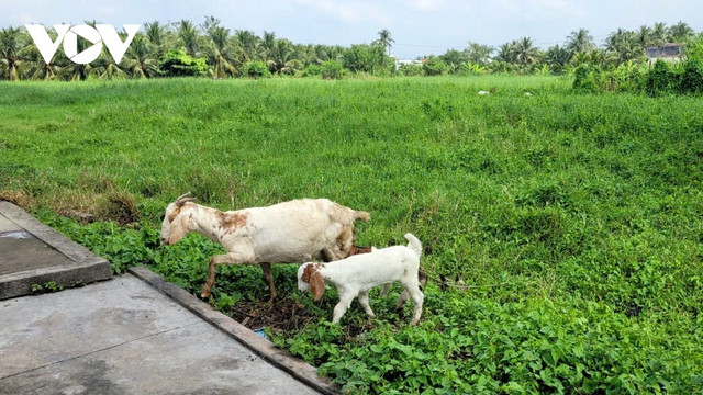 Đất công tại xã An Thạnh Thủy trở thành "đồng cỏ" để nông dân thả gia súc Đất công tại xã An Thạnh Thủy trở thành "đồng cỏ" để nông dân thả gia súc