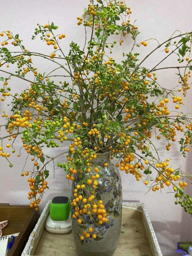 Bất ngờ với 5 cành quả lạ tạo trend chợ mạng năm 2023 - Hình 12 Bat ngo voi 5 canh qua la tao trend cho mang nam 2023-Hinh-12