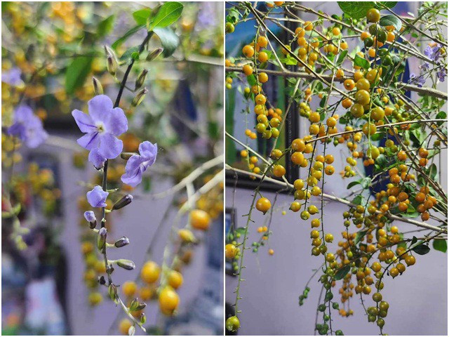 Bất ngờ với 5 cành quả lạ tạo trend chợ mạng năm 2023 - Hình 11 Bat ngo voi 5 canh qua la tao trend cho mang nam 2023-Hinh-11