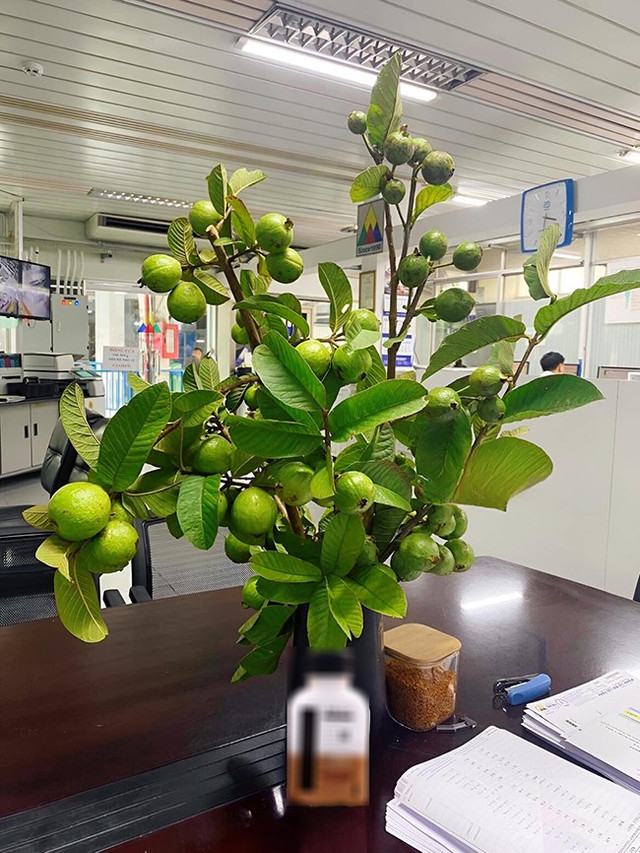 Bất ngờ với 5 cành quả lạ tạo trend chợ mạng năm 2023 - Hình 4 Bat ngo voi 5 canh qua la tao trend cho mang nam 2023-Hinh-4