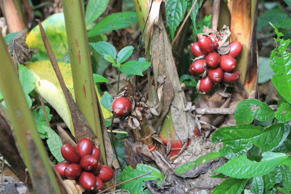 Khong the bo qua loai qua dai la 'bau vat tren nui'-Hinh-10