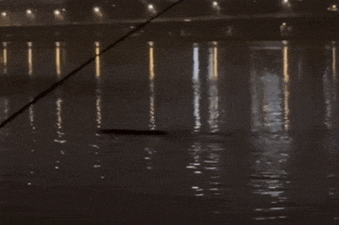 Sinh vật bí ẩn dài gần 10m xuất hiện trên sông Hàn gây xôn xao dư luận. Nguồn: Jungdam Story YouTube channel. quaivatsonghan.gif