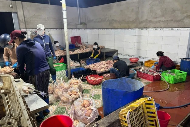 Phát hiện 10 tấn gia cầm không rõ nguồn gốc tại Khánh Hòa