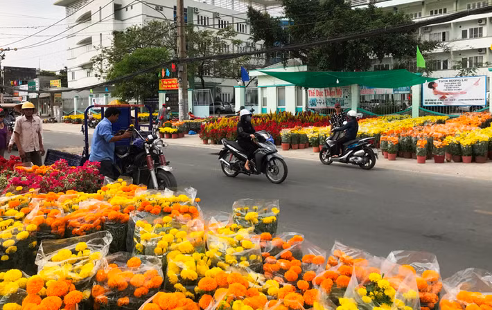 Đường phố ở TP.HCM trở nên rực rỡ với đủ chủng loại hoa được đưa về từ khắp mọi miền đất nước.