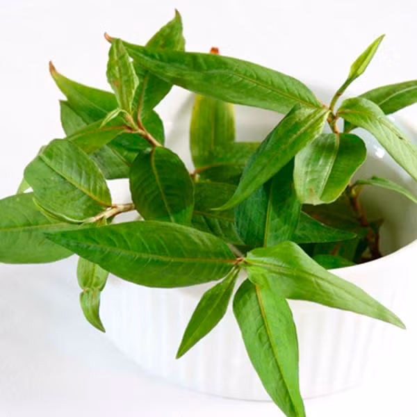 Ngoài là một loại rau gia vị, rau răm còn có nhiều công dụng như chữa cảm cúm, rắn cắn, đau bụng tiêu chảy do nhiễm lạnh, nước ăn chân,...(Nguồn Thoaihoacotsong)