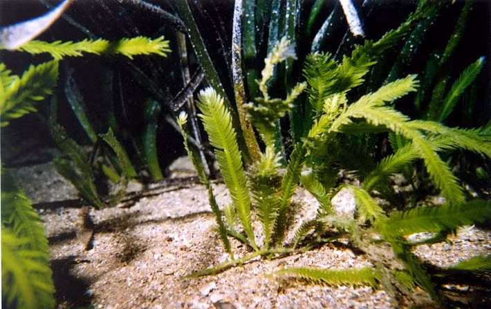 Tảo hủy diệt Caulerpa taxifolia có tốc độ phát triển cực kỳ nhanh. Thậm chí, Hiệp hội Bảo tồn Thế giới thậm chí đã phải đưa loài tảo này vào “Danh sách 100 loài ngoại lai xâm hại tồi tệ nhất thế giới”. (Nguồn Hypescience)