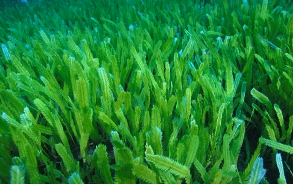 Tảo hủy diệt Caulerpa taxifolia thích nghi tốt với các vùng nước lạnh. (Nguồn Wp)