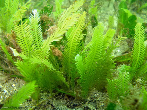 Tảo hủy diệt Caulerpa taxifolia lây lan bằng cách bám dính vào các vật dụng như đồ lặn, lưới, mỏ neo... (Nguồn Ucr)