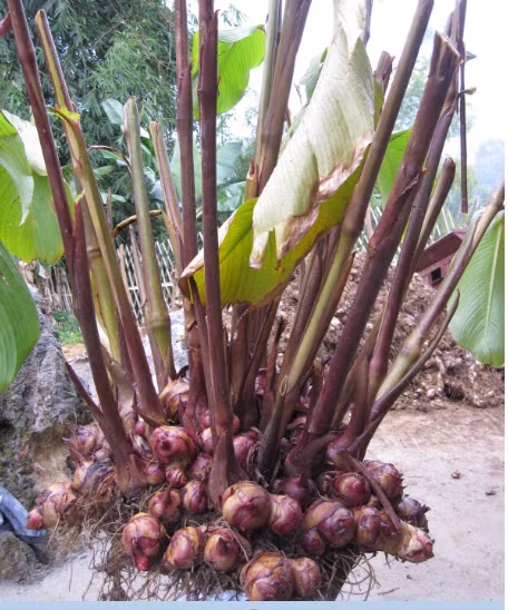 Cây dong riềng có xuất xứ từ các nước Trung và Nam châu Mỹ. Có 2 loại dong riềng là dong riềng trắng và dong riềng đỏ. Tuy nhiên, dong riềng đỏ mới là loại có nhiều tác dụng, được dùng trong cả y học và trong ngành công nghiệp thực phẩm.