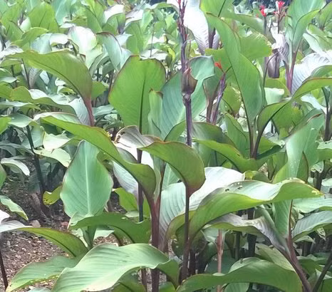 Ở nước ta, người dân tộc Dao có sử dụng cây dong riềng đỏ làm thực phẩm hàng ngày nên hầu như không mắc các bệnh về tim mạch.